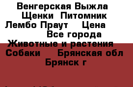 Венгерская Выжла. Щенки. Питомник Лембо Праут. › Цена ­ 35 000 - Все города Животные и растения » Собаки   . Брянская обл.,Брянск г.